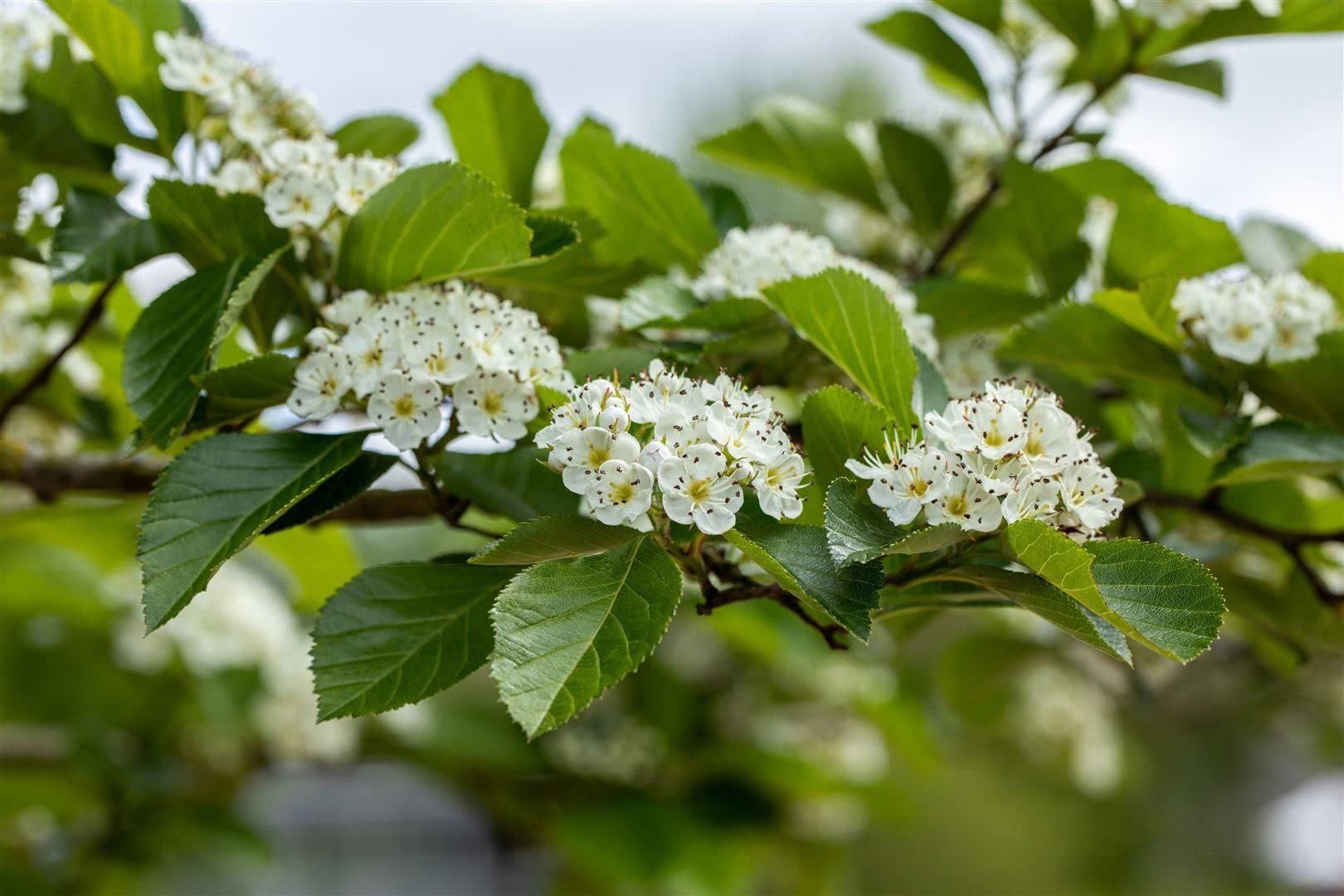 Lederblättriger Weißdorn Crataegus lavallei Carrierei 60-100 cm winterhart