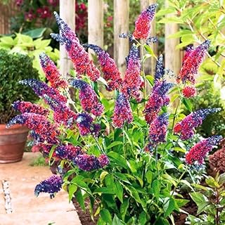 Pack of 2 Mixed Butterfly Bush Live Plant, Fragrant Buddleia Shrub, 4-9 Inch Height, Vibrant Blooms for Landscaping