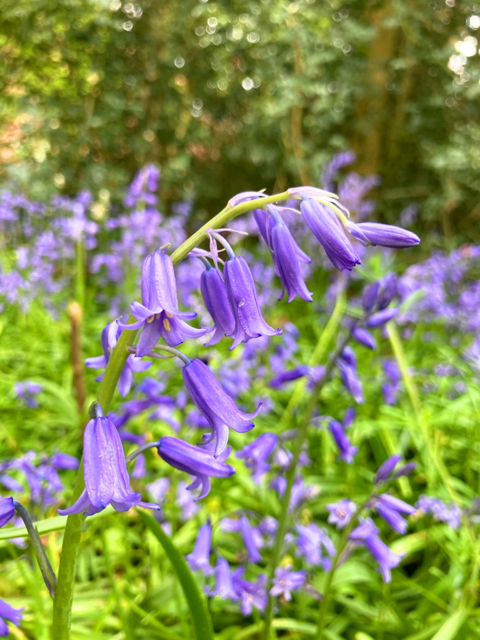 25 x English Bluebell Bulbs Ready to Plant (Free UK Postage)