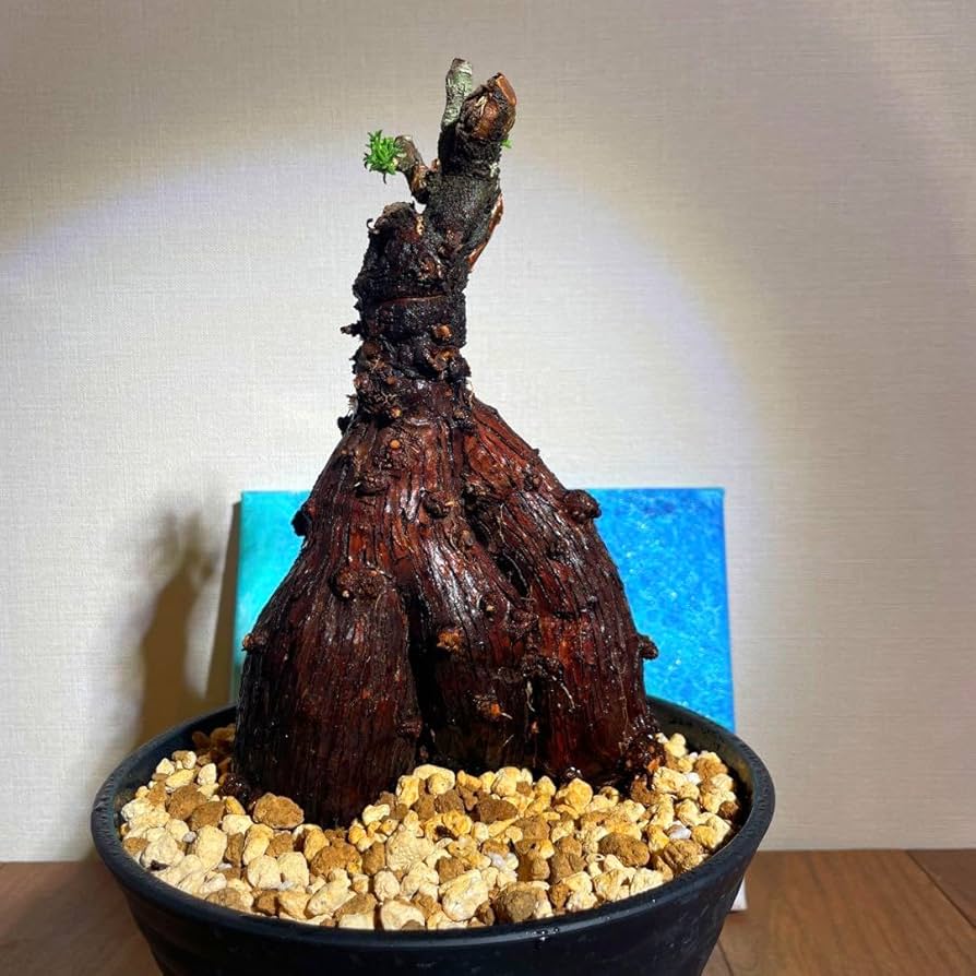 ムッチリ特良樹形　激渋系灌木風BONSAI　発根済　メストクレマ　ツベローサム Amazon.co.jp: 特良樹形 変態激渋系灌木風BONSAI 発根済