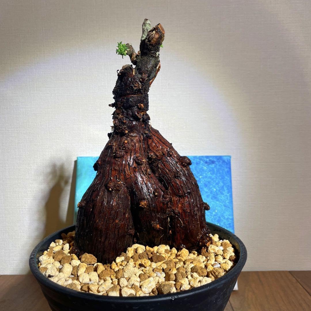 特良樹形 変態激渋系灌木風BONSAI 発根済 メストクレマ ツベローサム