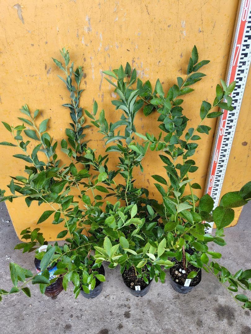 ブルーベリー苗 6本セット ブルーベリー苗 42本セット(6品種×7本