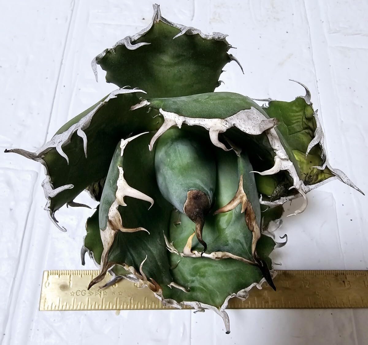 アガベ 極上 ノーネーム 超特大サイズ ボールタイプ アガベ 極上 ノーネーム 超特大サイズ ボールタイプ