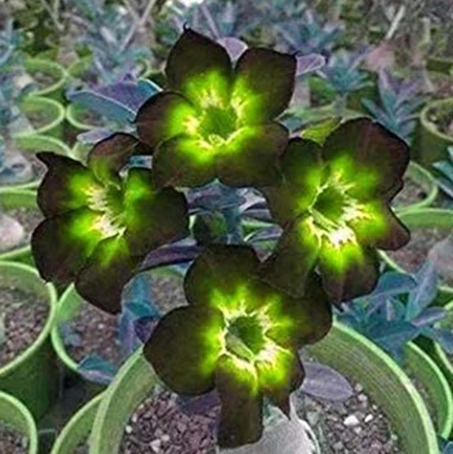 Amazon.com : CHUXAY GARDEN Rare Green Adenium Obesum Seed 2 Seeds ...