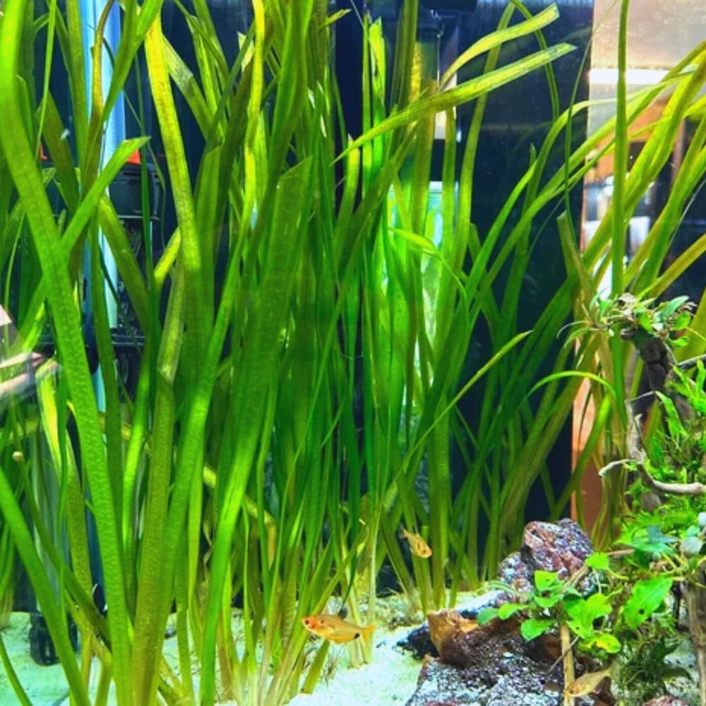 6 Green Jungle Val Plants, Aquarium Plants Live, 4 to 6 Inches Tall, Live Aquarium Plants Indoor Outdoor, Jungle Vallisneria Plant Aquatic Plant