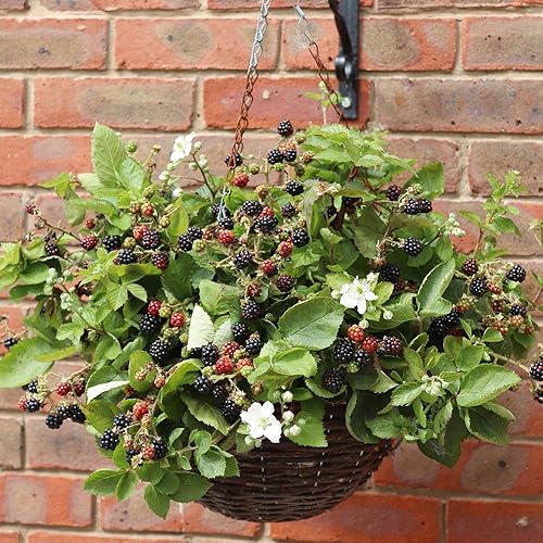 Miniatura 5 de QAUZUY GARDEN 200 semillas de fruta frutosa de mora de alta calidad, nutritivas, de alto rendimiento y de rápido crecimiento, semillas de frutas