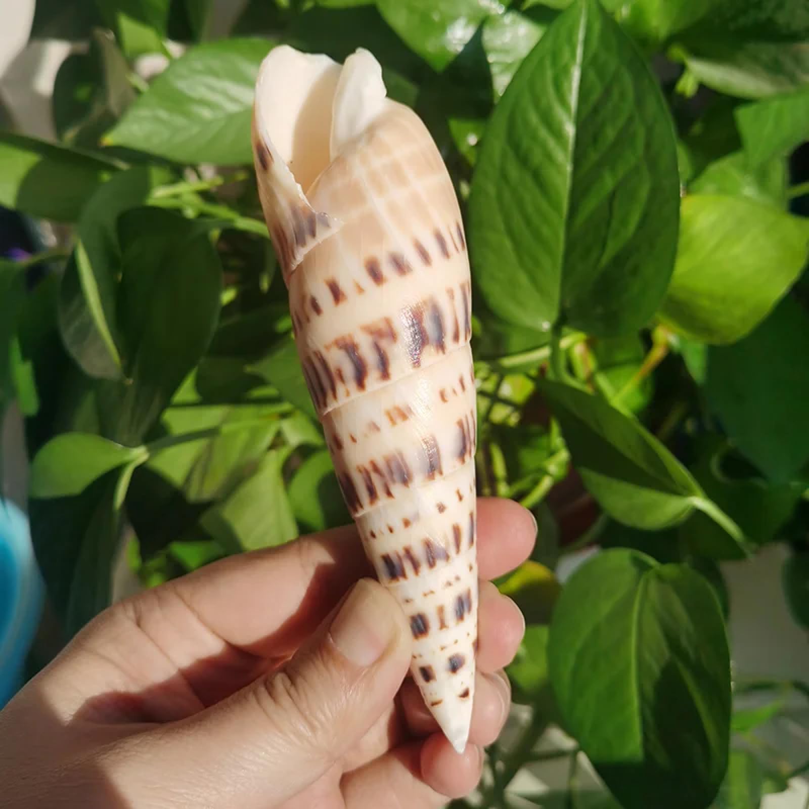 Conchiglie per la decorazione, 1 pezzo 14-16 cm grande marlin picco conchiglia terebra maculata ornamento da spiaggia conchiglie marine naturali per decorazioni per la casa dell'acquario