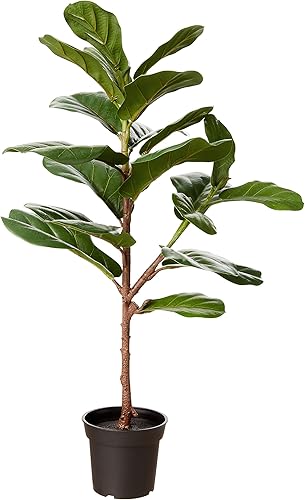 Miniatura 1 de Marca Tienda  Árbol de higo artificial de hoja de violín de piedra y haz con maceta de plástico para guardería, 2.6 pies (32 pulgadas)  pequeño,