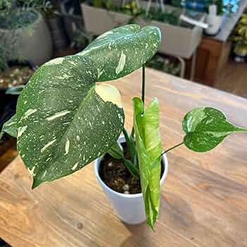 Amazon.co.jp: 1 モンステラ 斑入り タイコンステレーション