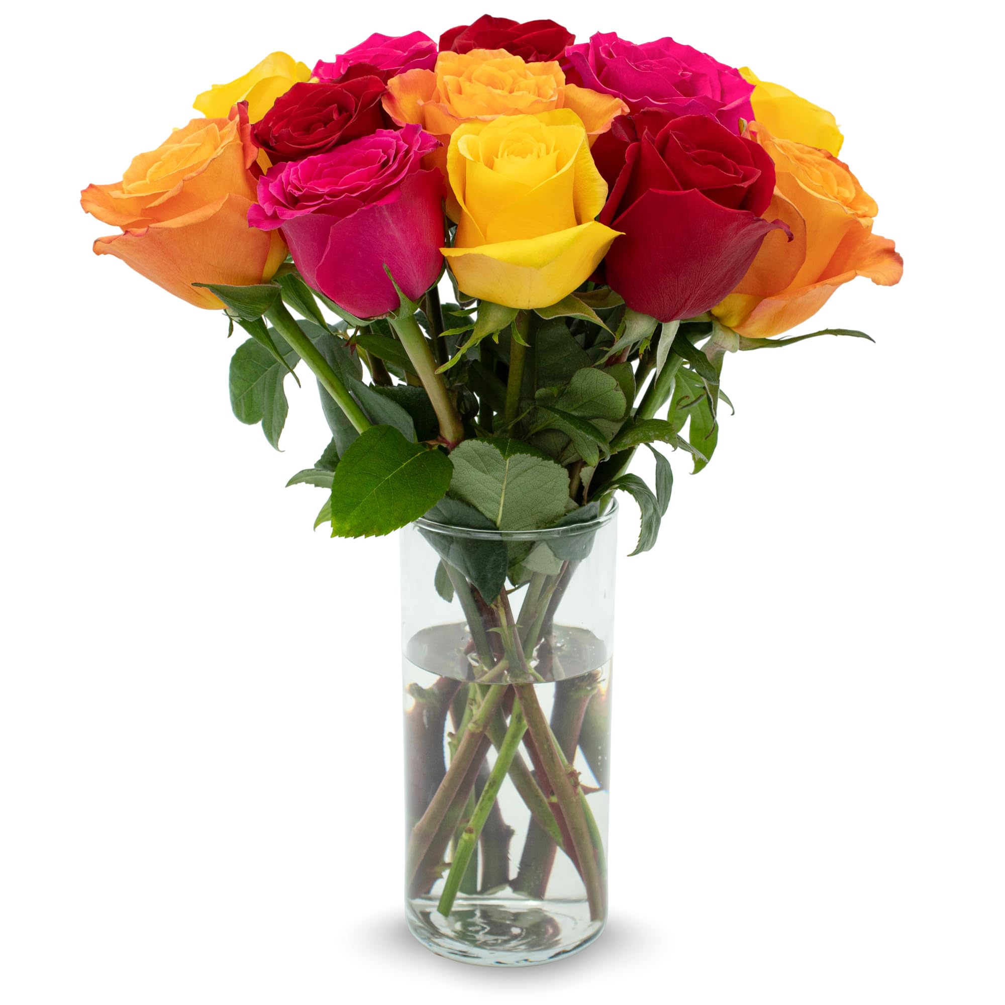12 Stem Premium Rainbow Roses (Vase Not Included) - Next Day Fresh Flower Delivery - Gift for Anniversary, Birthday, Congratulations, Get Well, Graduation, Sympathy, Easter