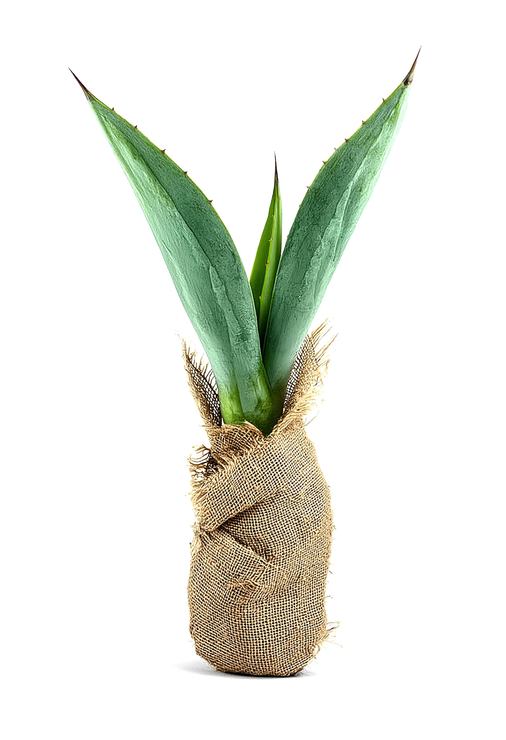 Agave Tequilana