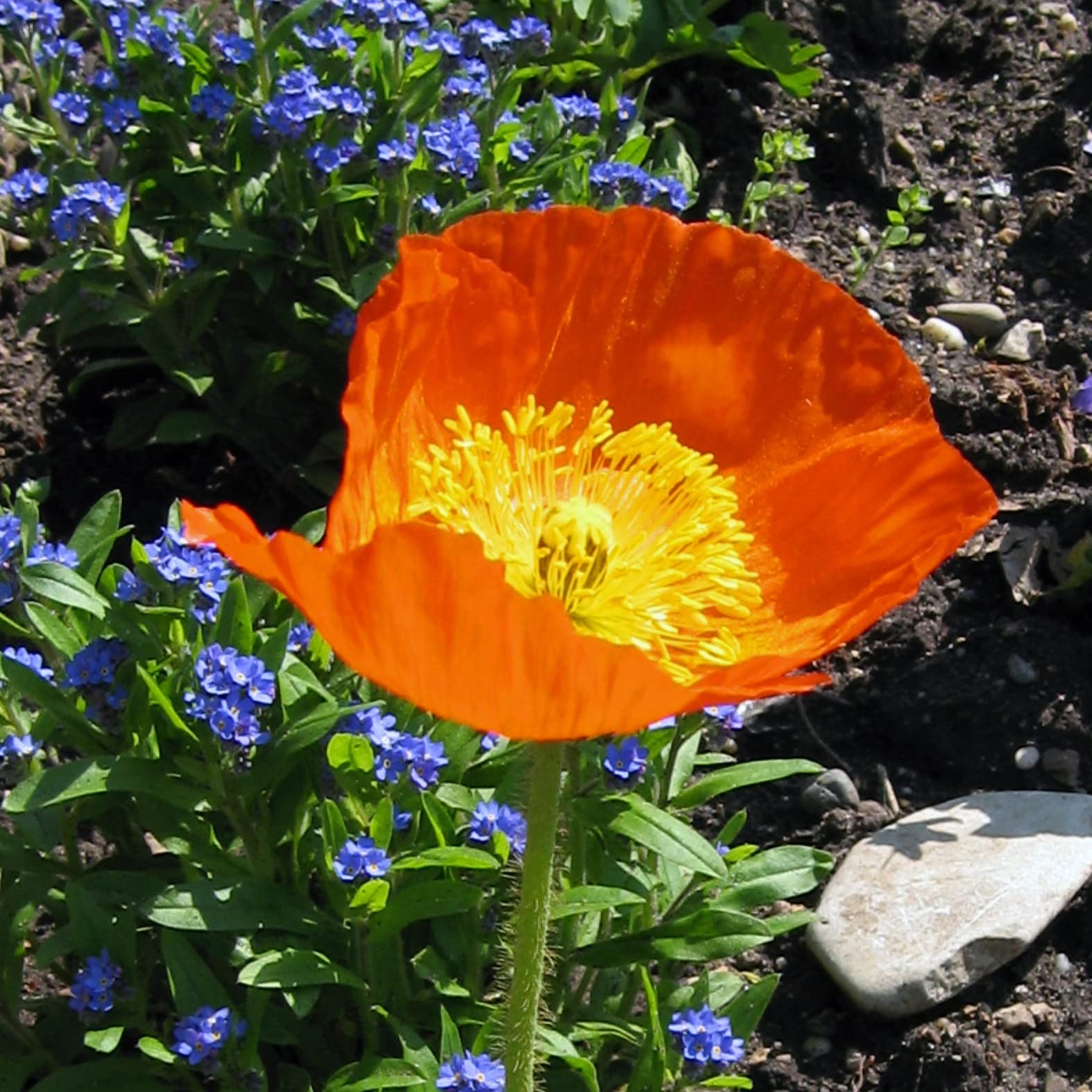 Amapola de Islandia (Papaver nudicaule) aprox. 1200 semillas del arbusto bienal a perenne para el jardín