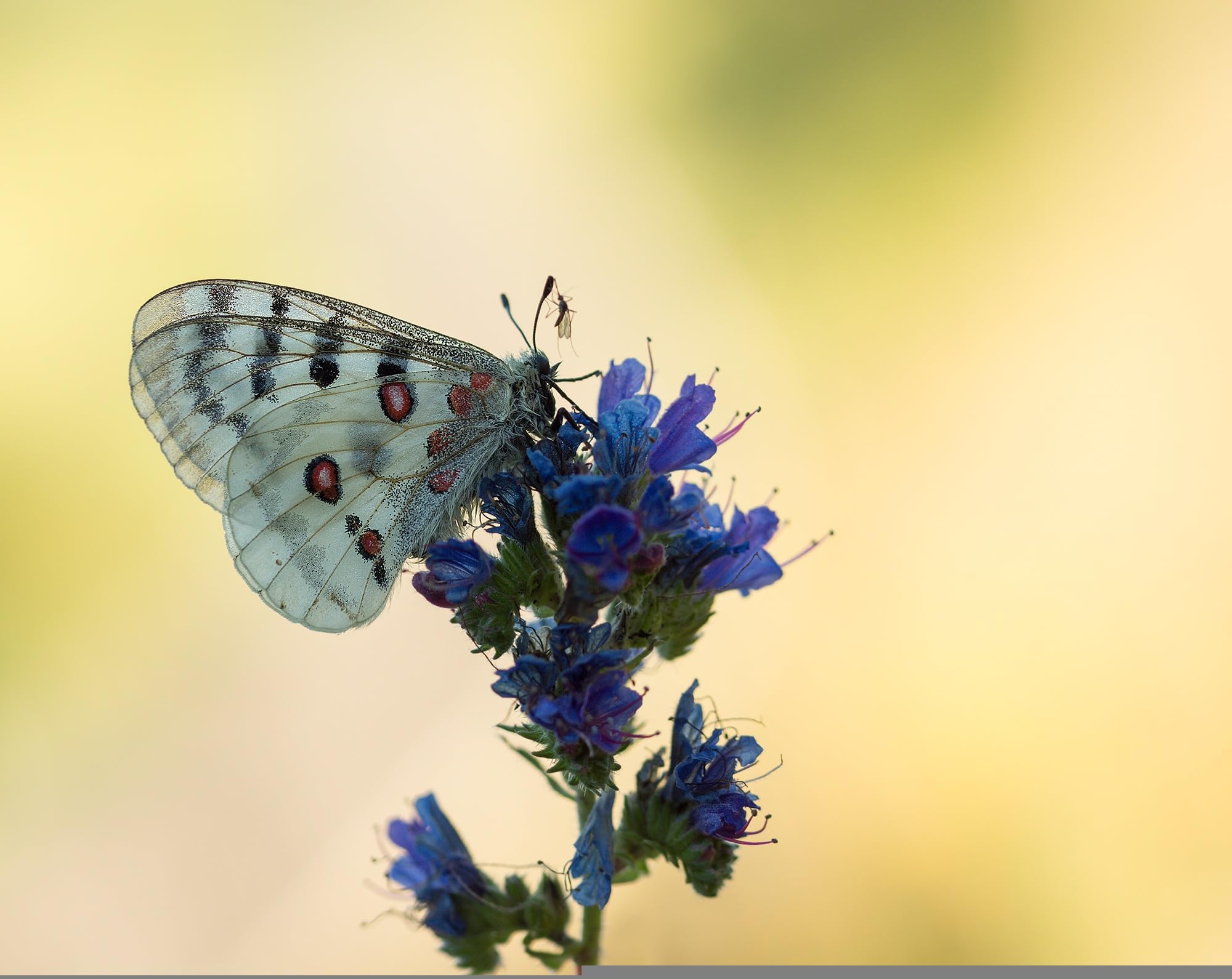 Gewöhnlicher Natternkopf (Echium vulgare) Samen. Schmetterlinge und Bienen lieben ihn! (20000 Samen = 58,0g)