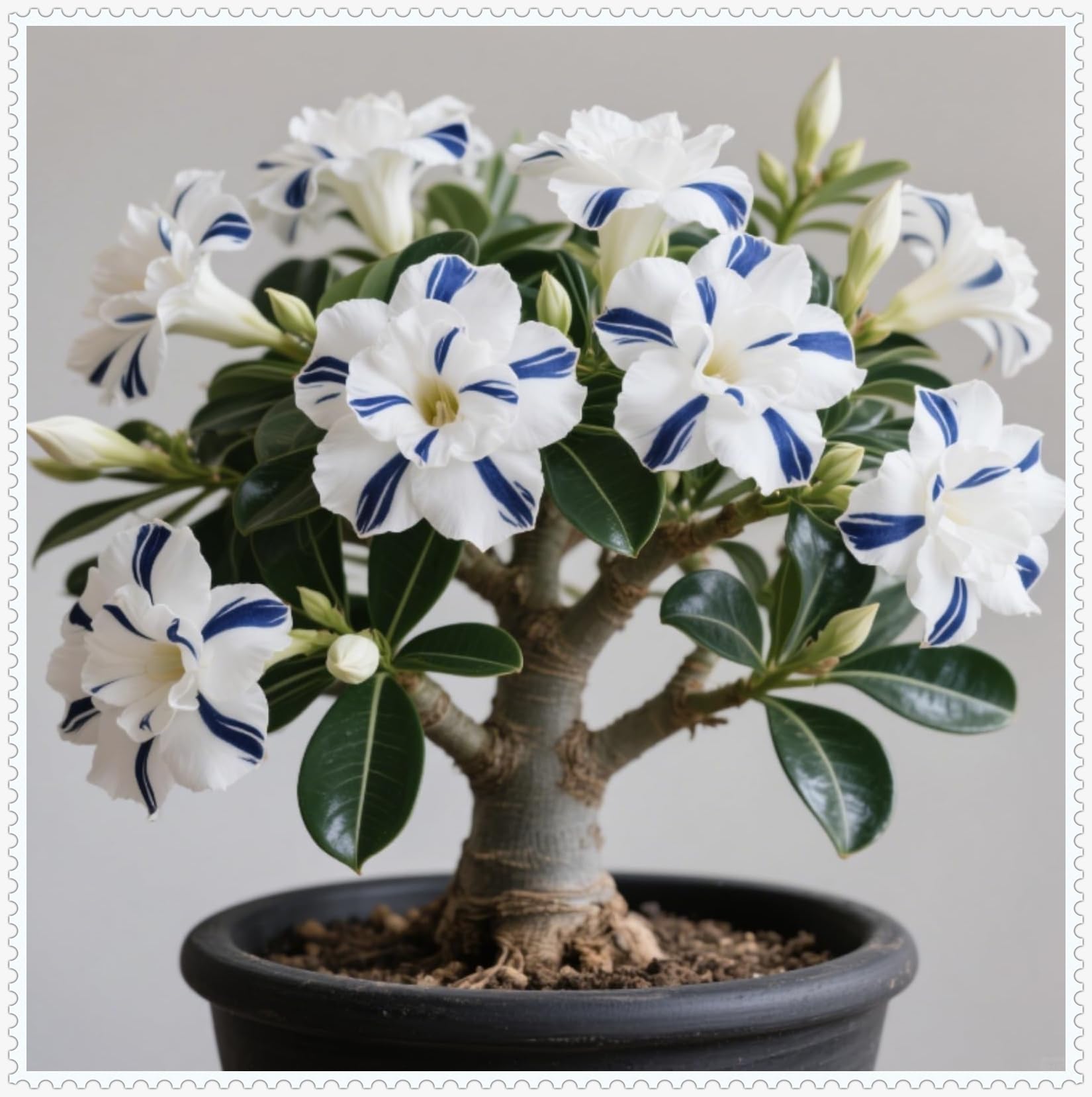 Elegant Desert Rose Bulbs – Hardy Perennial Plants Ready for Planting in UK Gardens/Hardy Perennial/Excellent Display-1 Bulb-D