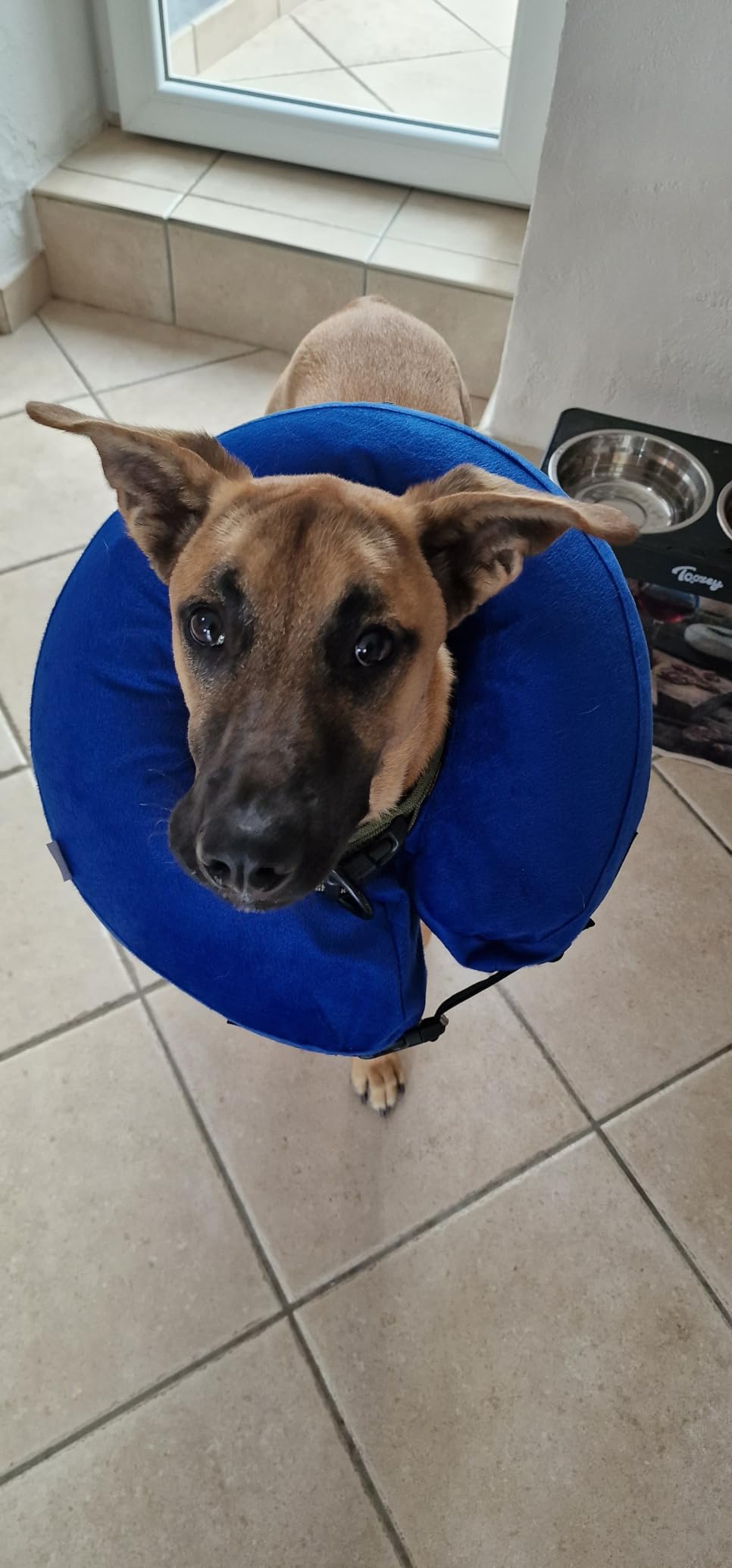 Collier Gonflable élisabéthain Pour Chien Chat - Confortable, Réglable Velcro, Taille 25-36 Cm - Post-opératoire