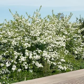 Blackhaw Viburnum Live Ornamental Shrub | 1 Quart Container | Cold-Hardy North American Native Plant | Well-Rooted Flowering Garden Tree