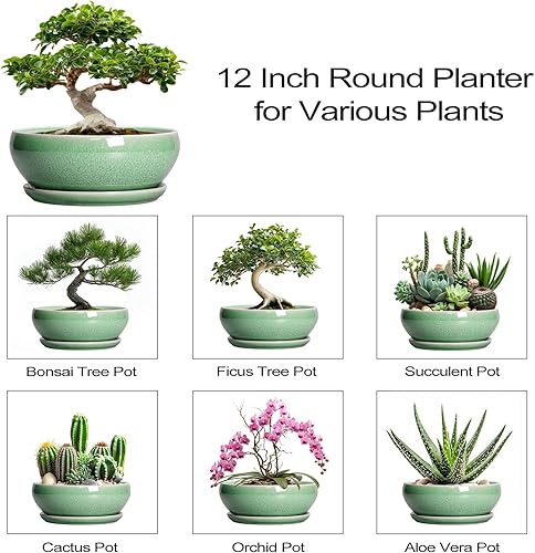 Miniatura 7 de SQOWL Maceta suculenta de 12 pulgadas, macetas de cerámica para bonsái con orificio de drenaje y platillo, maceta grande poco profunda, maceta