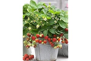 Strawberry Seeds for Planting Indoors - Fragaria Vesca Edible Seeds