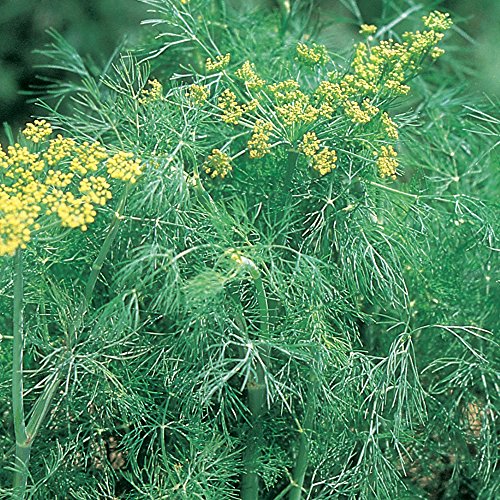 How To Harvest Dill From Seed Gardenfrontier
