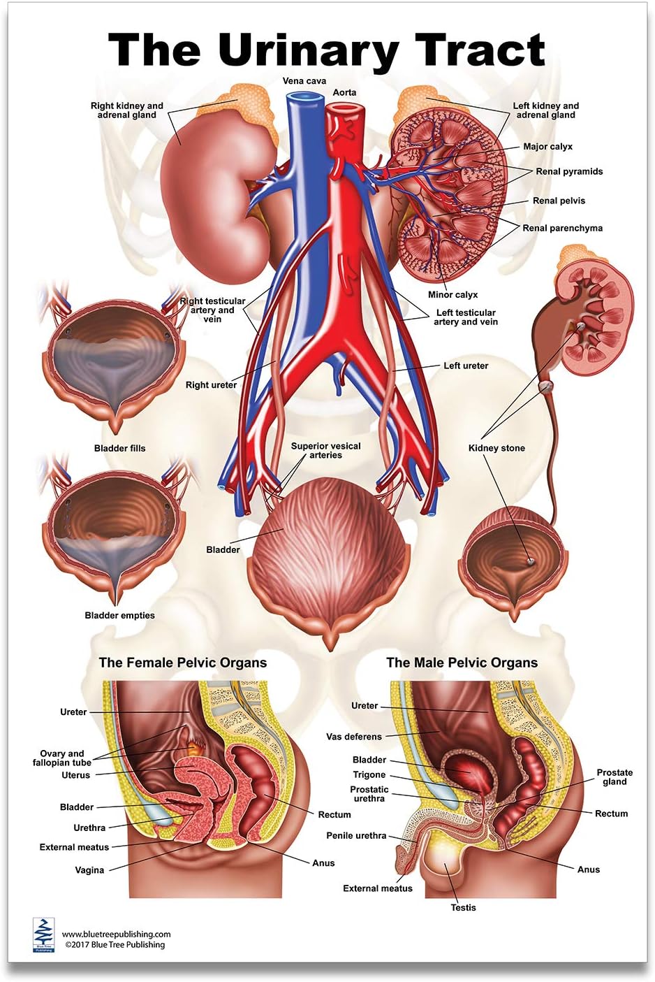 Blue Tree Publishing Kidney, Urinary and Bladder System Poster, size 24Wx36T