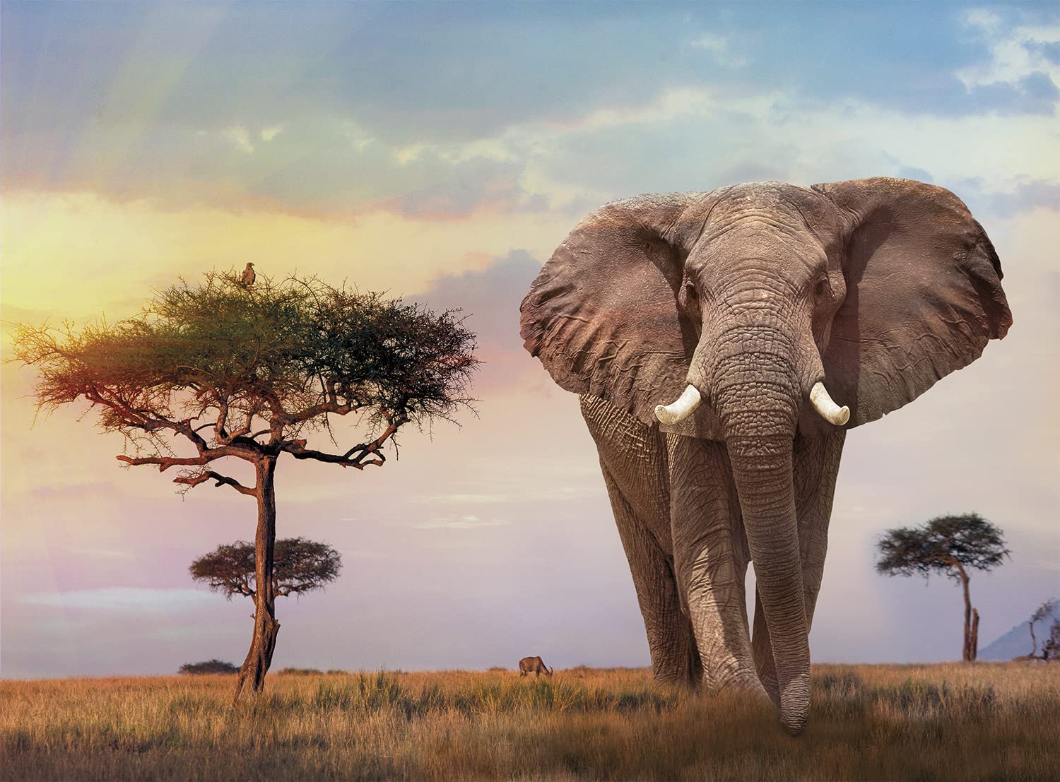 Clementoni - 35096 - Puzzle 500 Elementów High Quality Collection - African Sunset