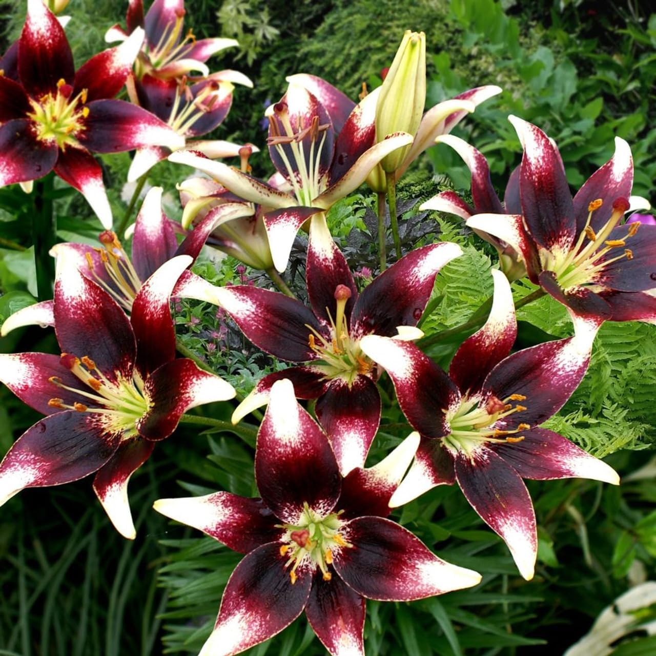 Votaniki Lilium Netty’s Pride (Asiatic Lily) Bulbs — Stunning Lily Blooms for Summer Garden | Easy-to-Grow Hardy Perennial Flowers (5 Pack)