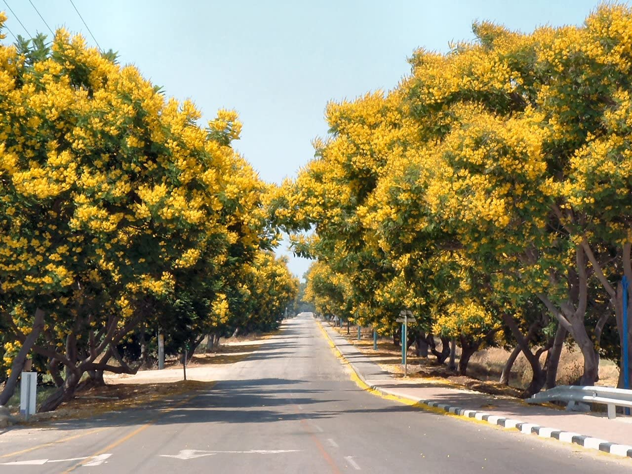 SRI SAI FORESTRY Peltophorum Pterocarpum Flower Tree Seeds, Copper Pod, Yellow Flame Tree, Peela Gulmohar Pack of 100 Seed (B0CR1P652M) Amazon Price History, Amazon Price Tracker