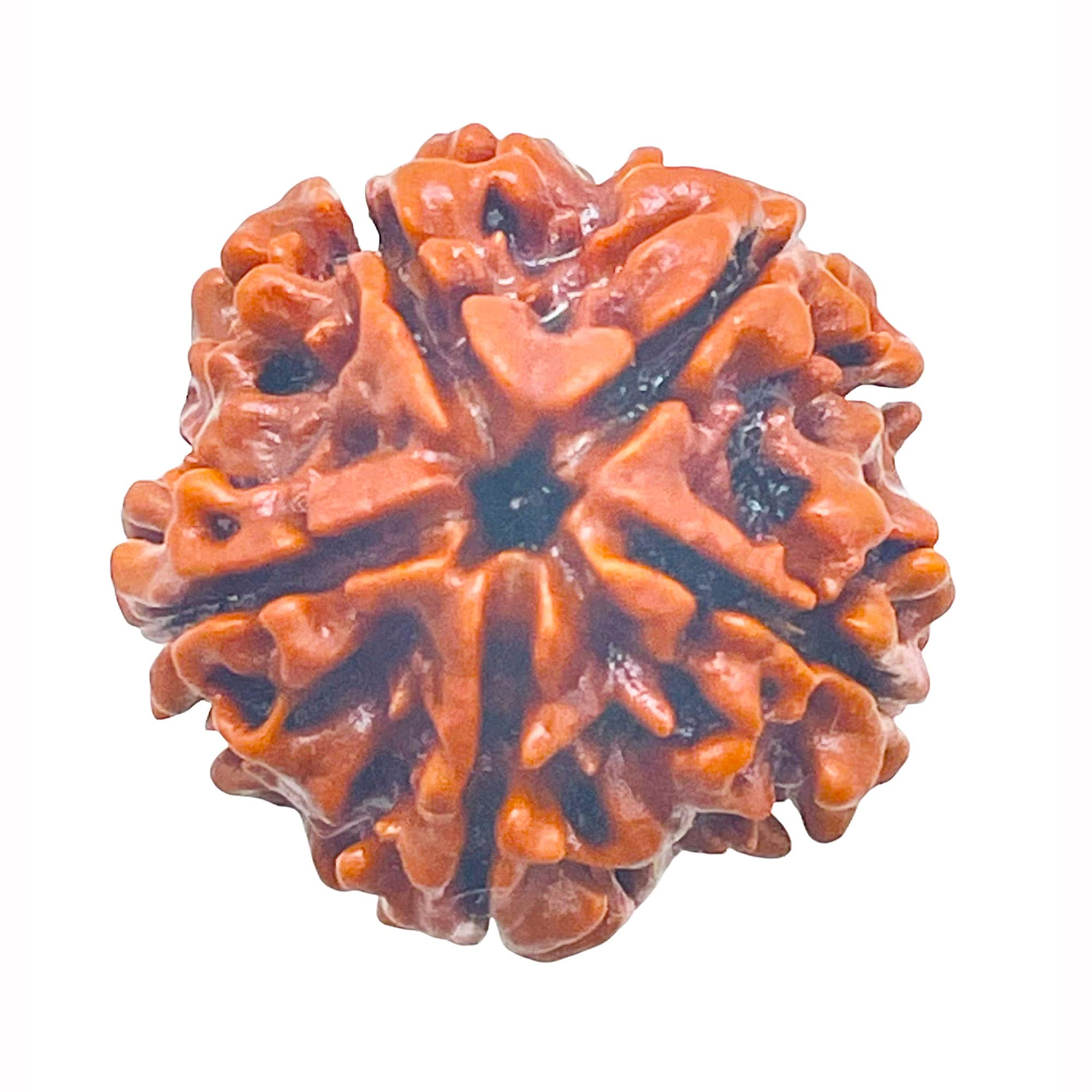 Natchcart 5/ Five Mukhi Rudraksha Lab Certified Original Pure Siddha in Handmade Tassel, Nepalese Beads, Size 16-22mm, Color-Brown (5 Mukhi Rudraksha) (B09GG9JWWX) Amazon Price History, Amazon Price Tracker