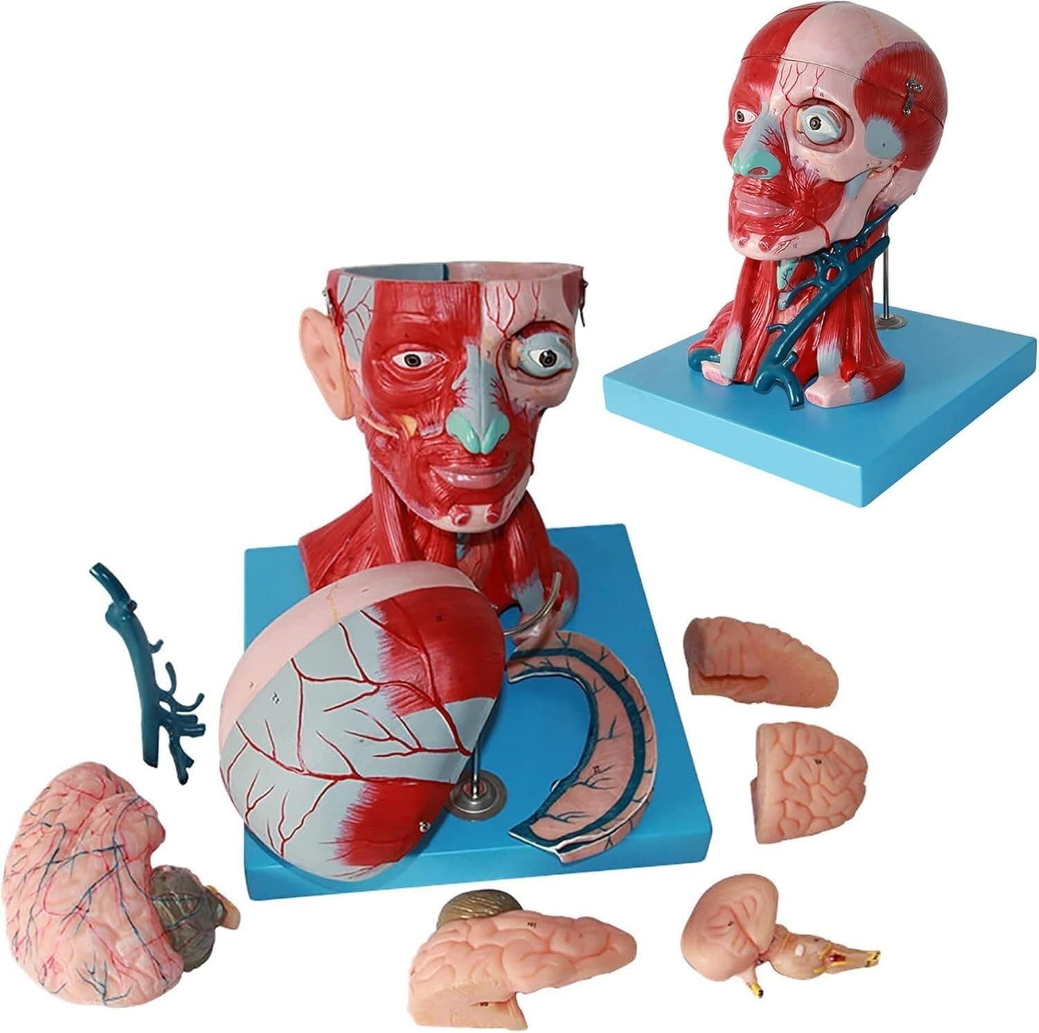 HEQIM Neurology Anatomy Neck Blood Vessels Head Muscle Model, Human Brain Model, Life-Size Anatomical Model Nervous System Brain Artery Neck Muscle Model for Learning Display Medical Teaching