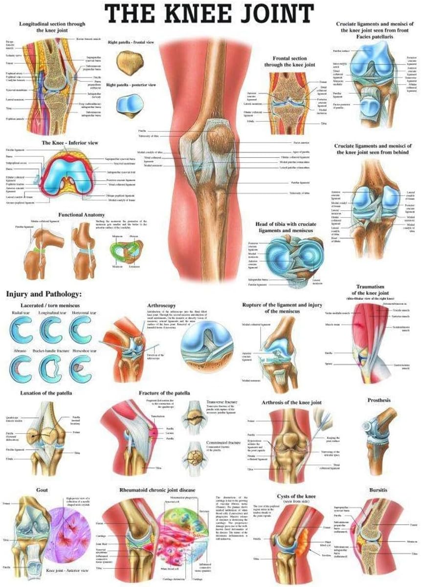 The Knee Joint Laminated Anatomy Chart – Detailed Medical Poster Featuring Ligaments, Bones, Muscles & Joint Structures – Durable & Waterproof for Clinical or Educational Use