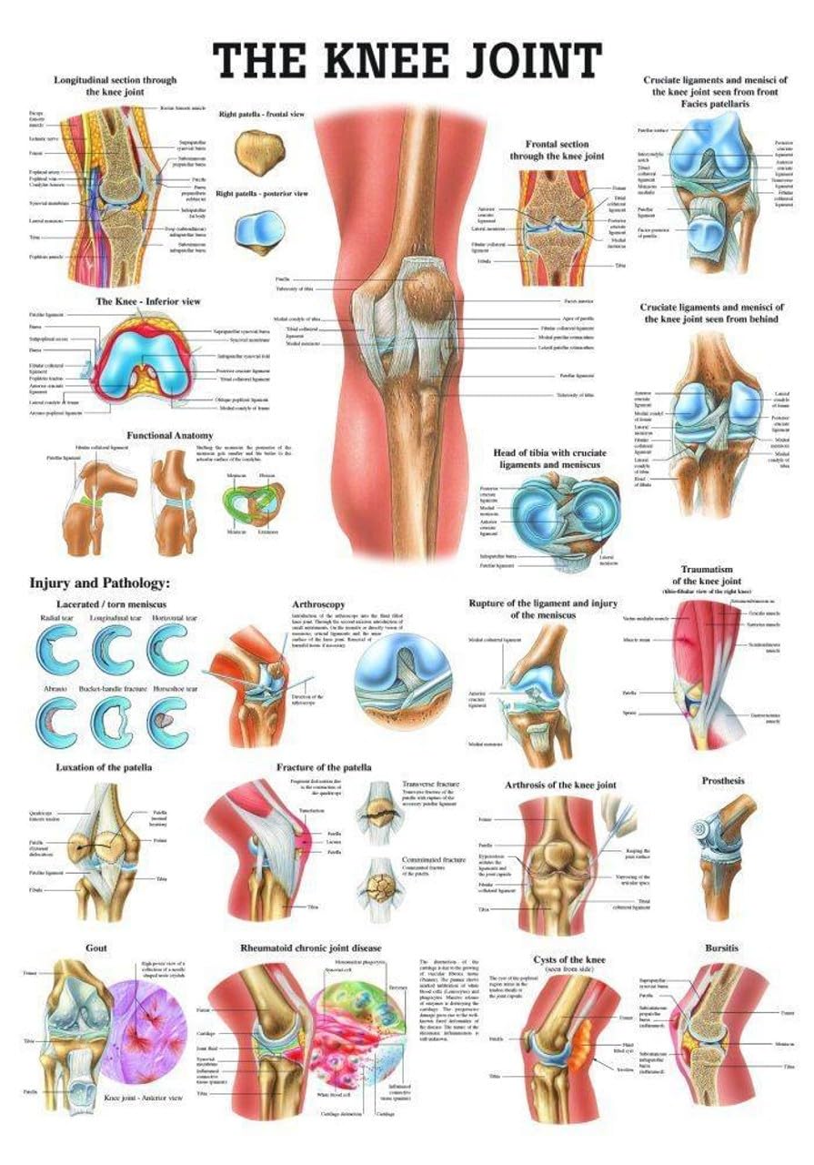 The Knee Joint Laminated Anatomy Chart – Detailed Medical Poster Featuring Ligaments, Bones, Muscles & Joint Structures – Durable & Waterproof for Clinical or Educational Use