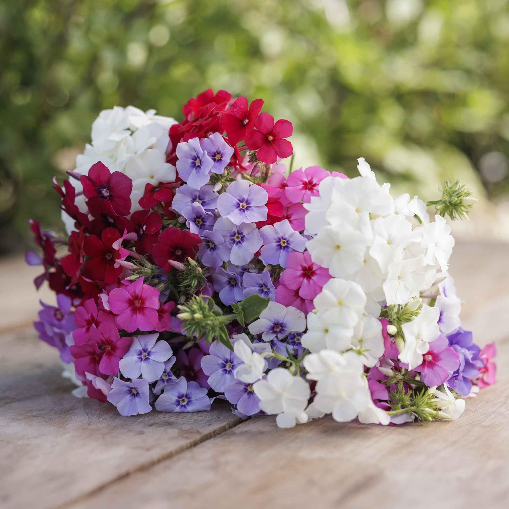 Amazon.com : Eden Brothers Annual Phlox Seeds - Tall Mix