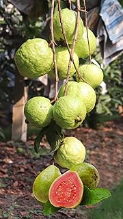 Pink Guava Tree Live Plant, 5 to 10 Inc Tall, Well Rooted, 6 Months Old Guava Tree, Fragrant Guava for Planting, Cold Hardy