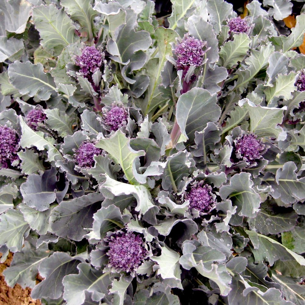Organic Broccoli Purple Sprouting Santee F1 Seeds – Early Harvest Tender Flavourful Purple Sprouts Perfect for Cooking Steaming Salads Easy to Grow 1x Seed Packet by Thompson and Morgan
