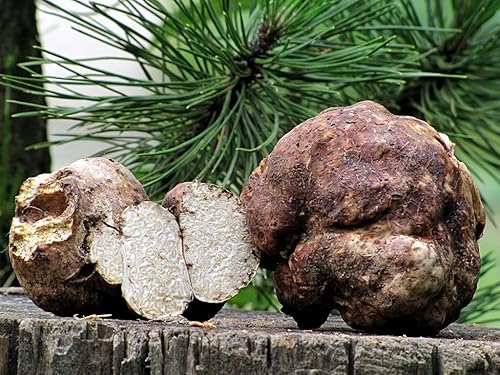 Más de 100 hongos de trufa blanca Esporas de desove micelio - Gris hongo