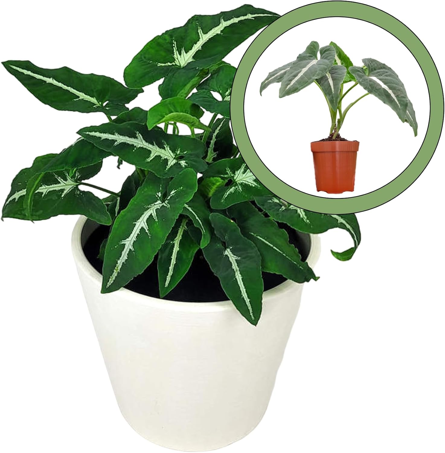 Generic Syngonium Wendlandii 2” pot, Natural