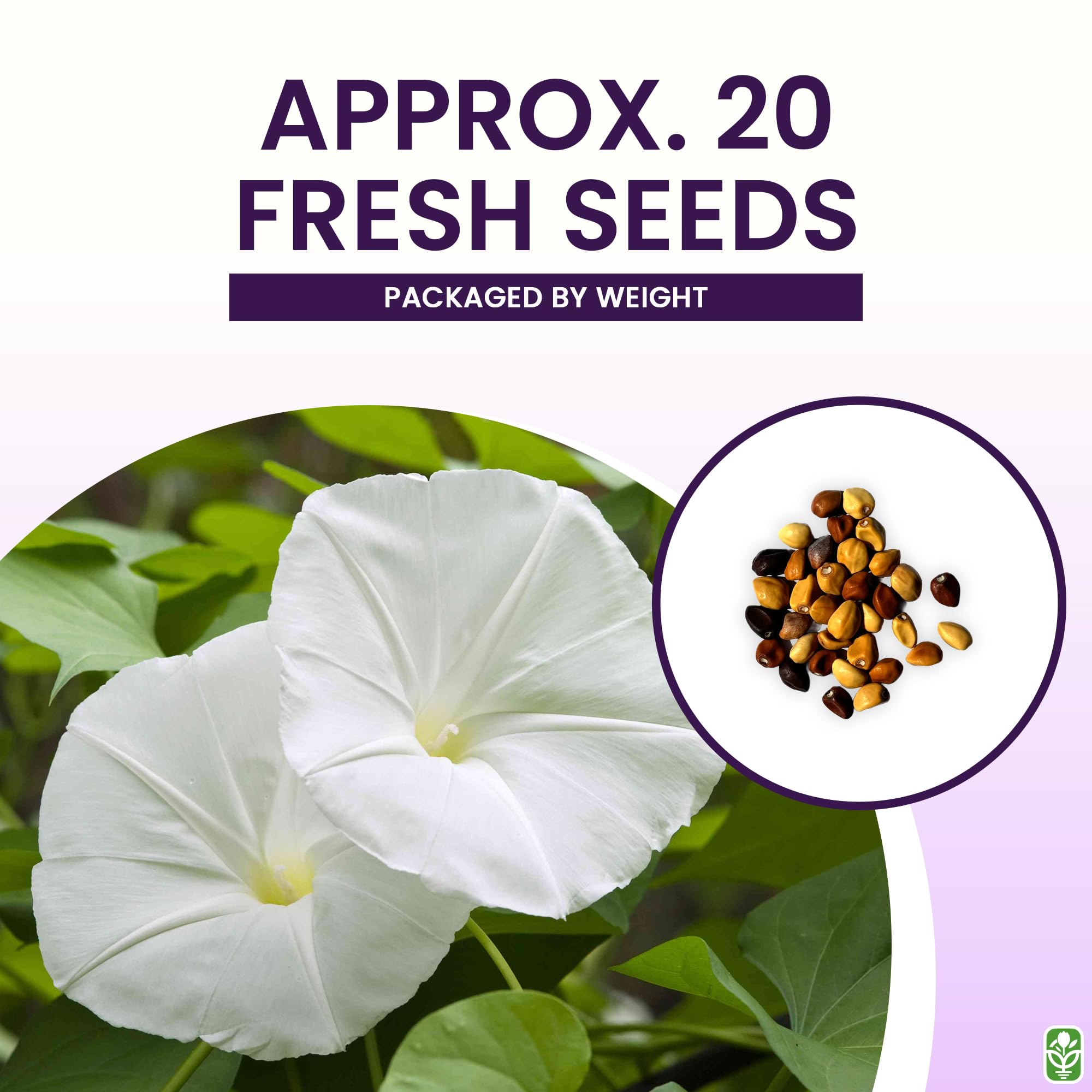 White Moonflower Seeds White Moonflower Vine Seeds - Fragrant  Night-Blooming Climbing Vine Up To 15 Feet Tall