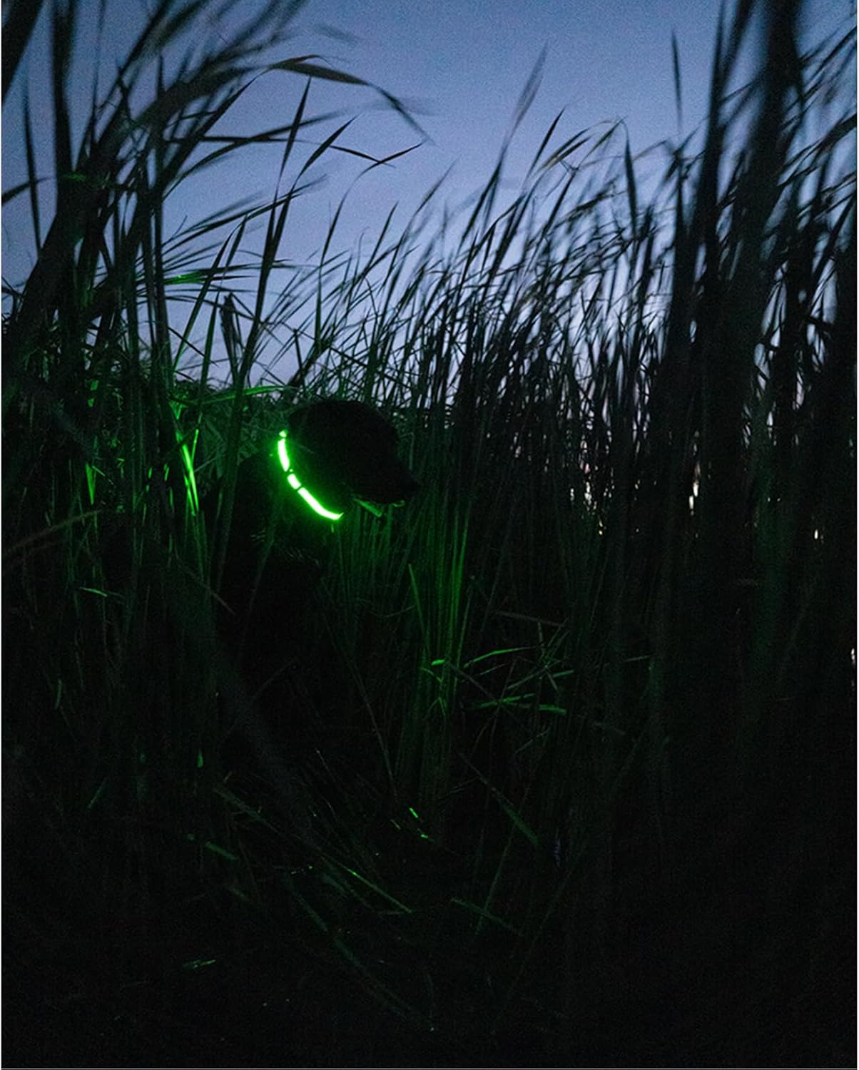 Avery Outdoors Sporting Dog Lighted Collar (Medium, Camo)