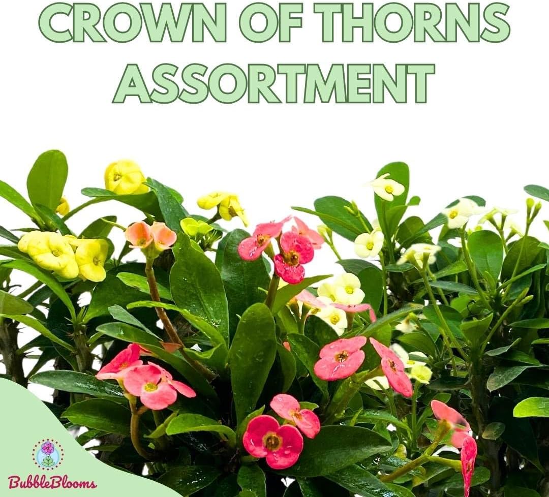 BubbleBlooms Crown of Thorns, Euphorbia milii Assortment, Set of 3 in 4 inch pots, Crown-of-Thorns Plant, Christ Thorn