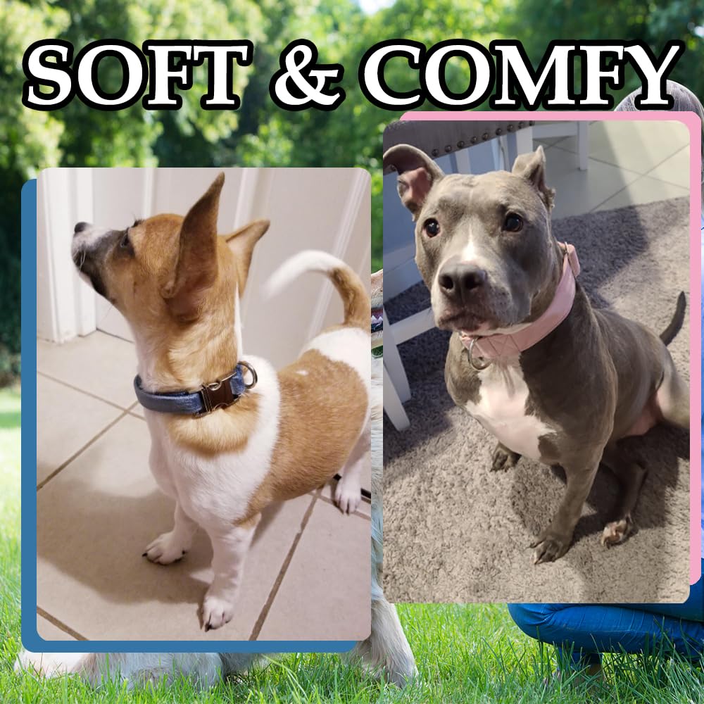 Lilys Kitchen Hund Ältester Hund Der Welt Stirbt Mit 31 Jahren Lillys  Kitchen Katzenfutter, image size:1000x1000