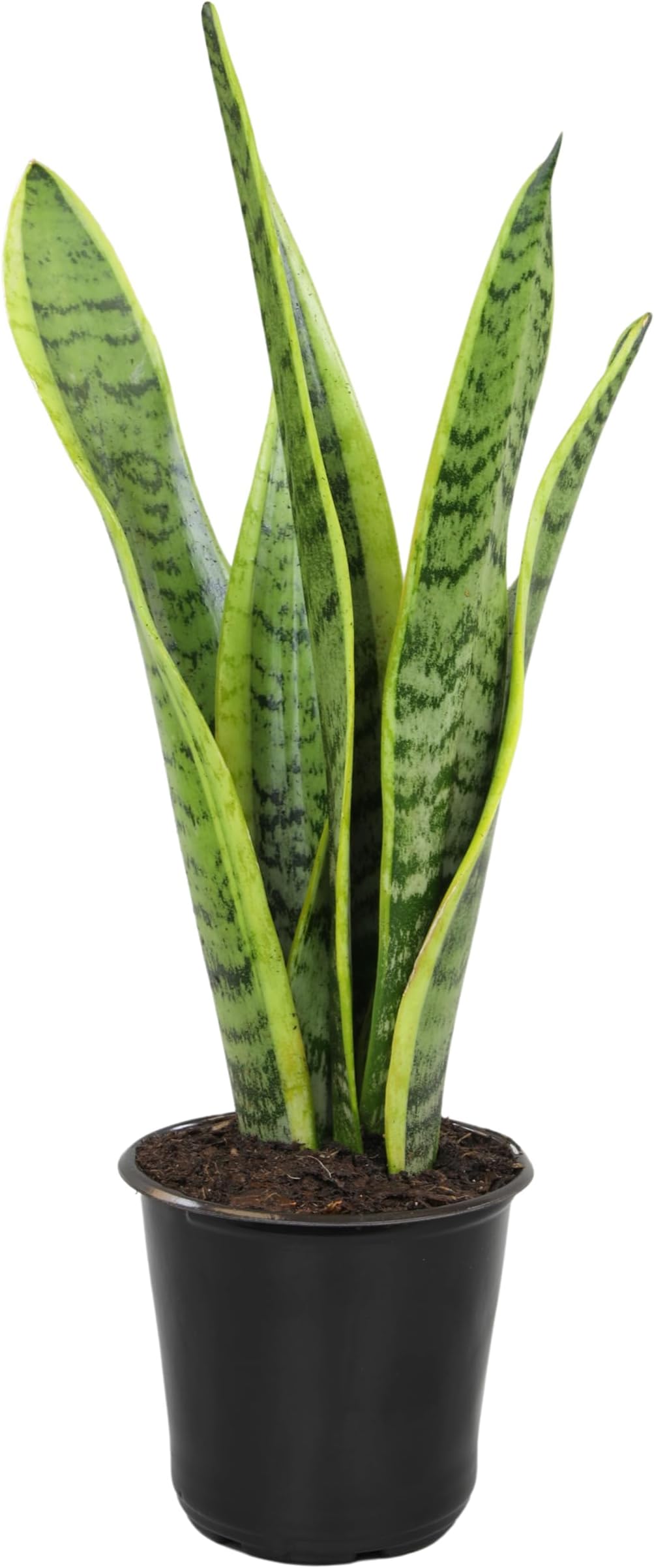 Altman Plants Sansevieria Laurentii Variegated Snake Plants (Approx. 10 in. Tall), Easy Plant, Air Purifying Plant & Desk Plant Decor, Striped Live Snake Plant Live Plants, Indoor Plants & Houseplants