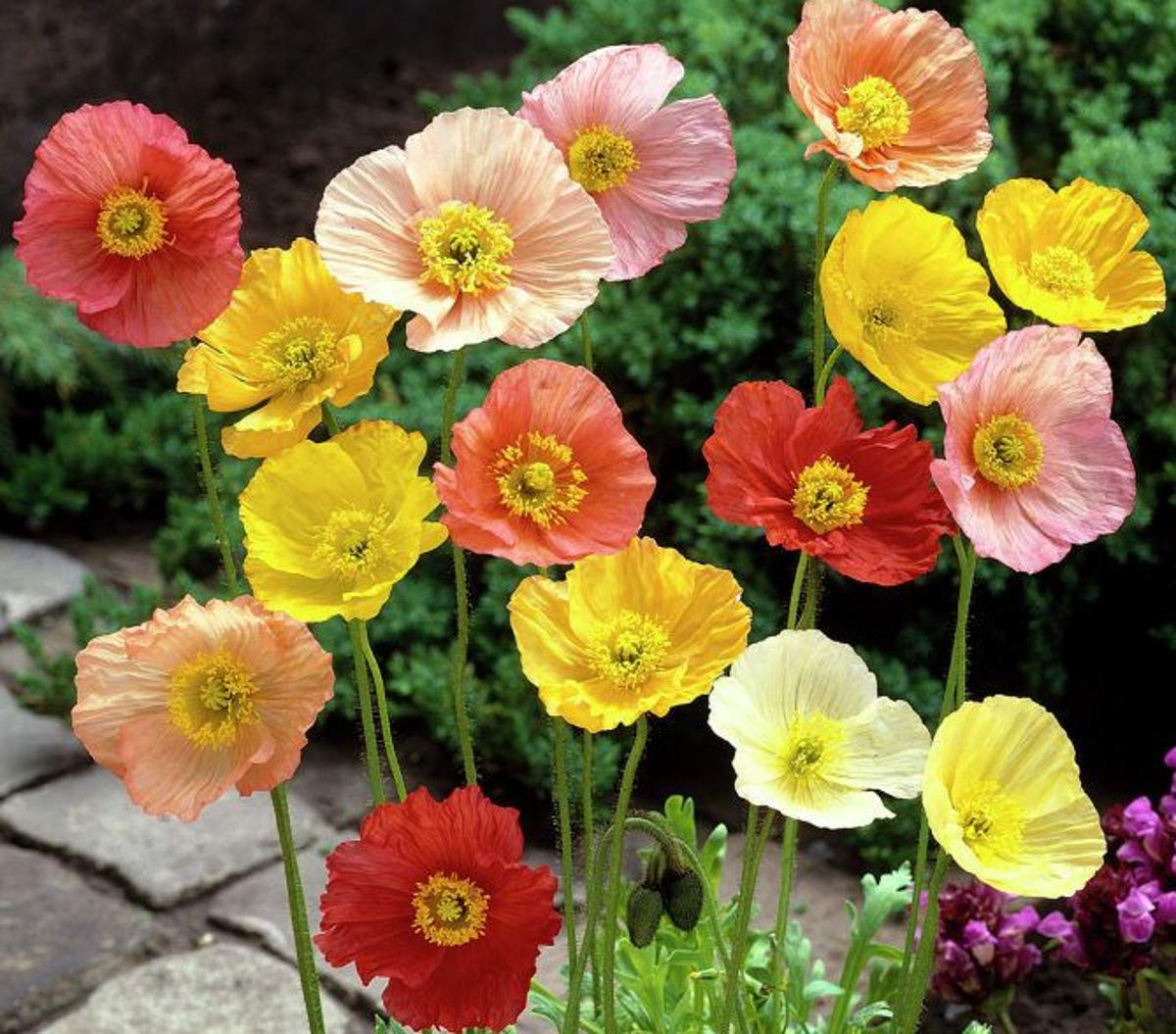 500 Papaver Poppy Nudicaule Iceland Mix Seeds - Mixed Colours - 500 Seeds