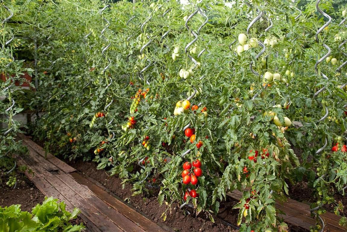 Giordanoshop Set 10 Sostegni Tutori a Spirale per Piante Pomodori 180 cm in Acciaio Agrati