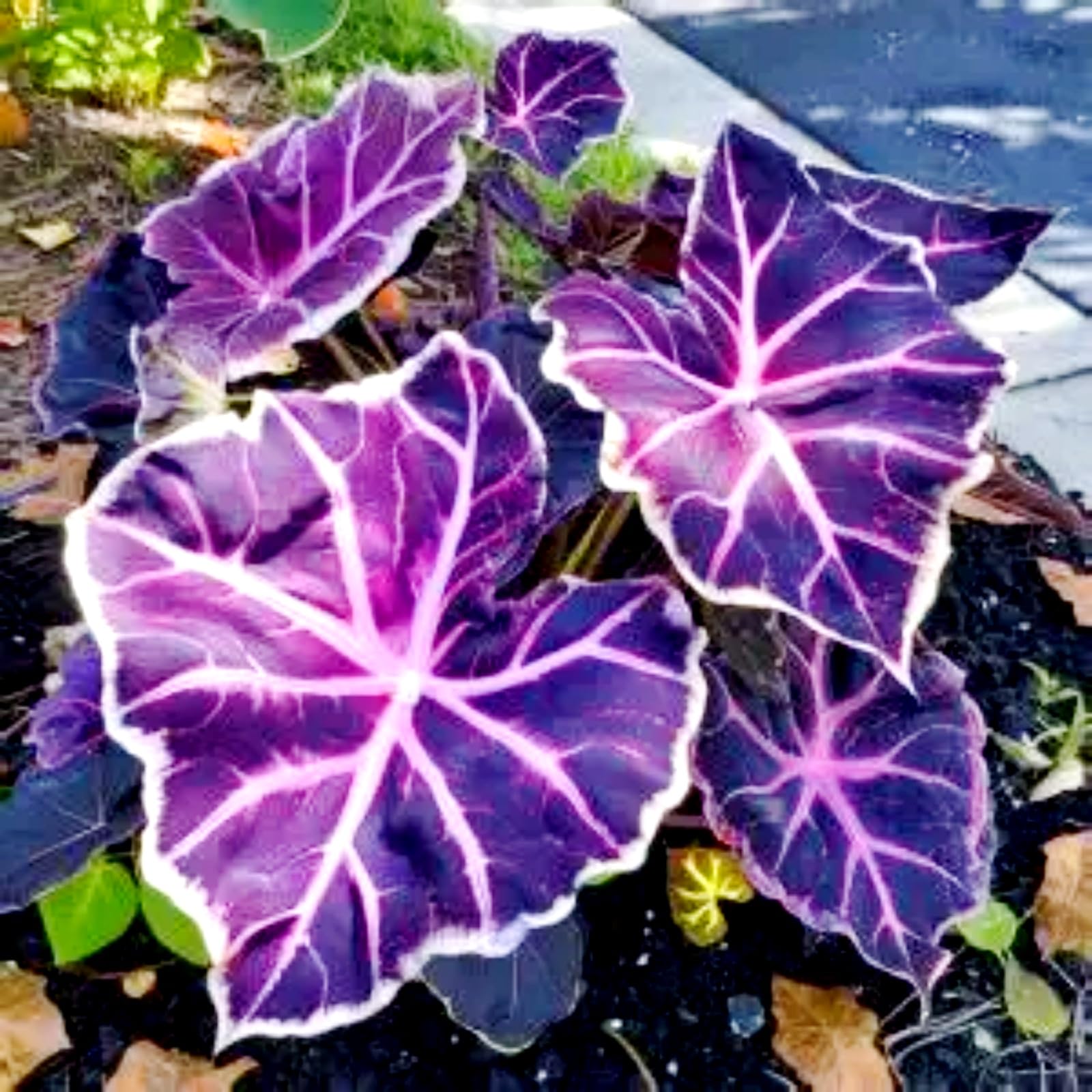 Mix Bulbs for Planting, Elephant Ears Bulbs/Surprise Growth, Garden Decoration, No Watering Required, Easy to Maintain, 5bulbs-i