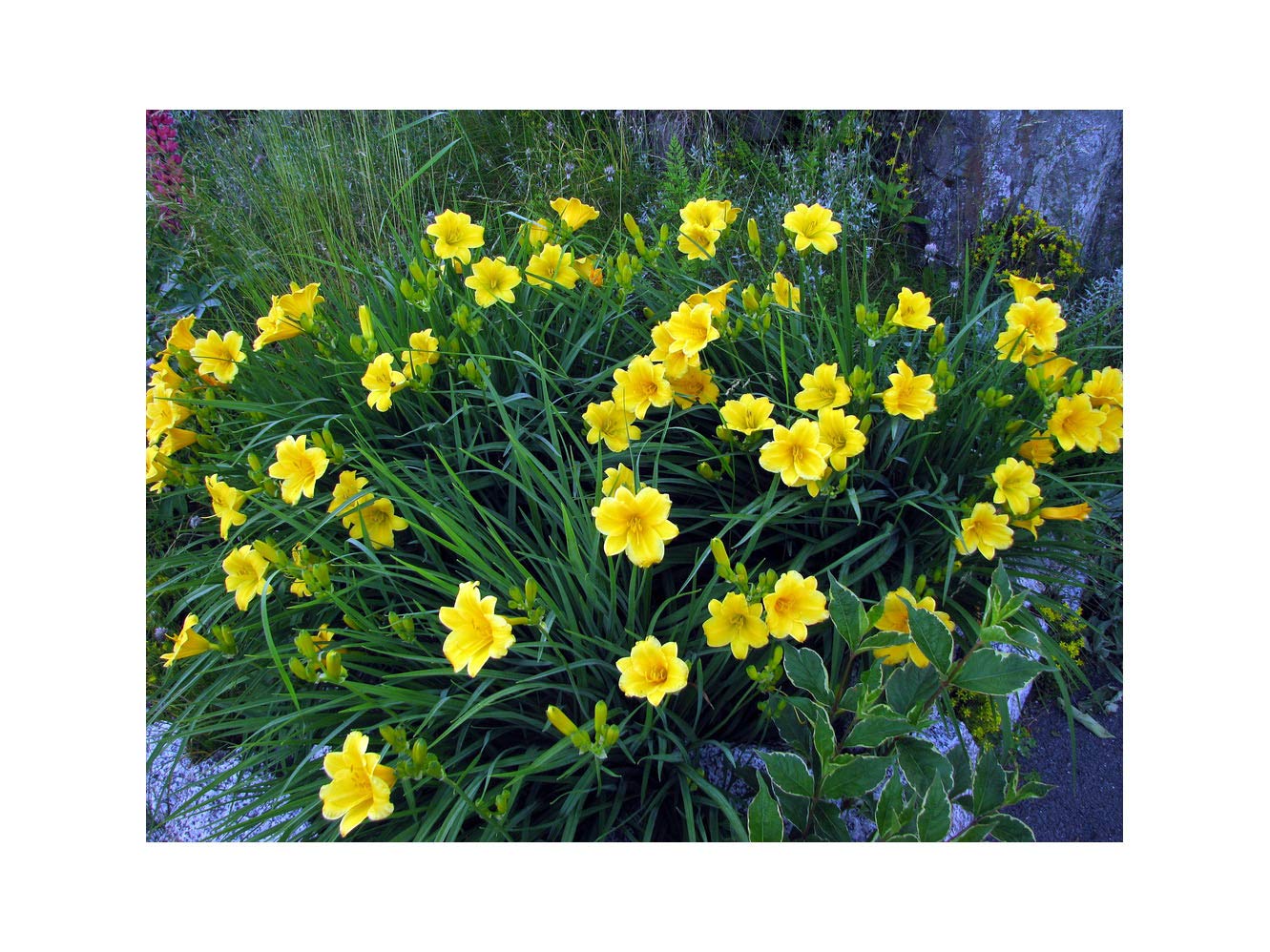 GARTHWAITE NURSERIES® : - 2 Stella D'oro Day Lily (Hemerocallis) Bare Root Garden Summer Perennial