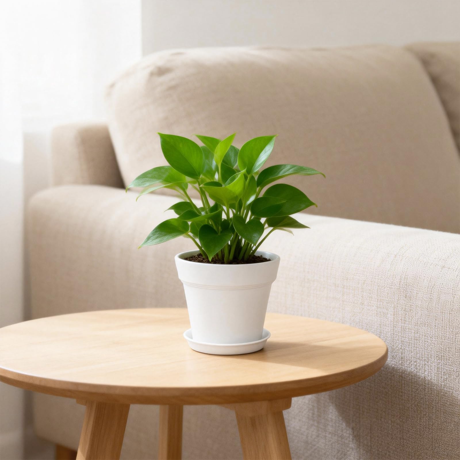 KINGLAKE 10cm Blumentöpfe mit Untersetzer - 8 Stück Pflanztöpfe Klein, übertopf Pflanztopf, Blumentopf Kunststoff Set, Topf Kleine Flower Pot für Pflanzen Kakteen Kräuter-Weiß - 5