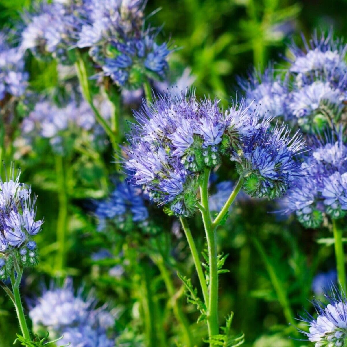 Buy4seeds 20000 Seeds Green Manure Wildflower - Phacelia Tanacetifolia Easy to Growing (20000 Seeds)