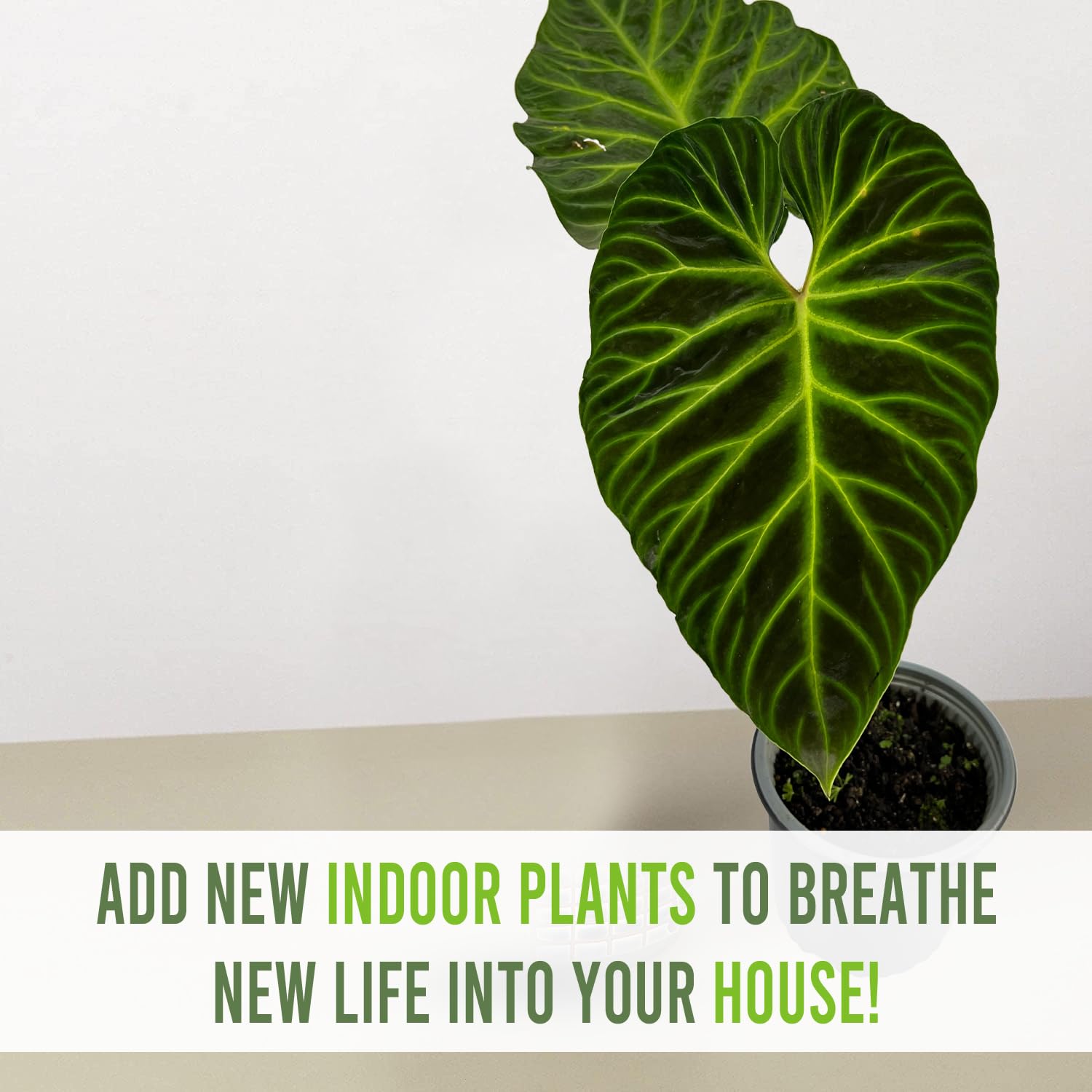 Amazon.com : LEAL PLANTS ECUADOR Philodendron Verrucosum Esmeralda| Exotic  Houseplant for Living Room| Live Indoor Plants|Verrucosum Esmeralda Live  Plant : Patio, Lawn & Garden