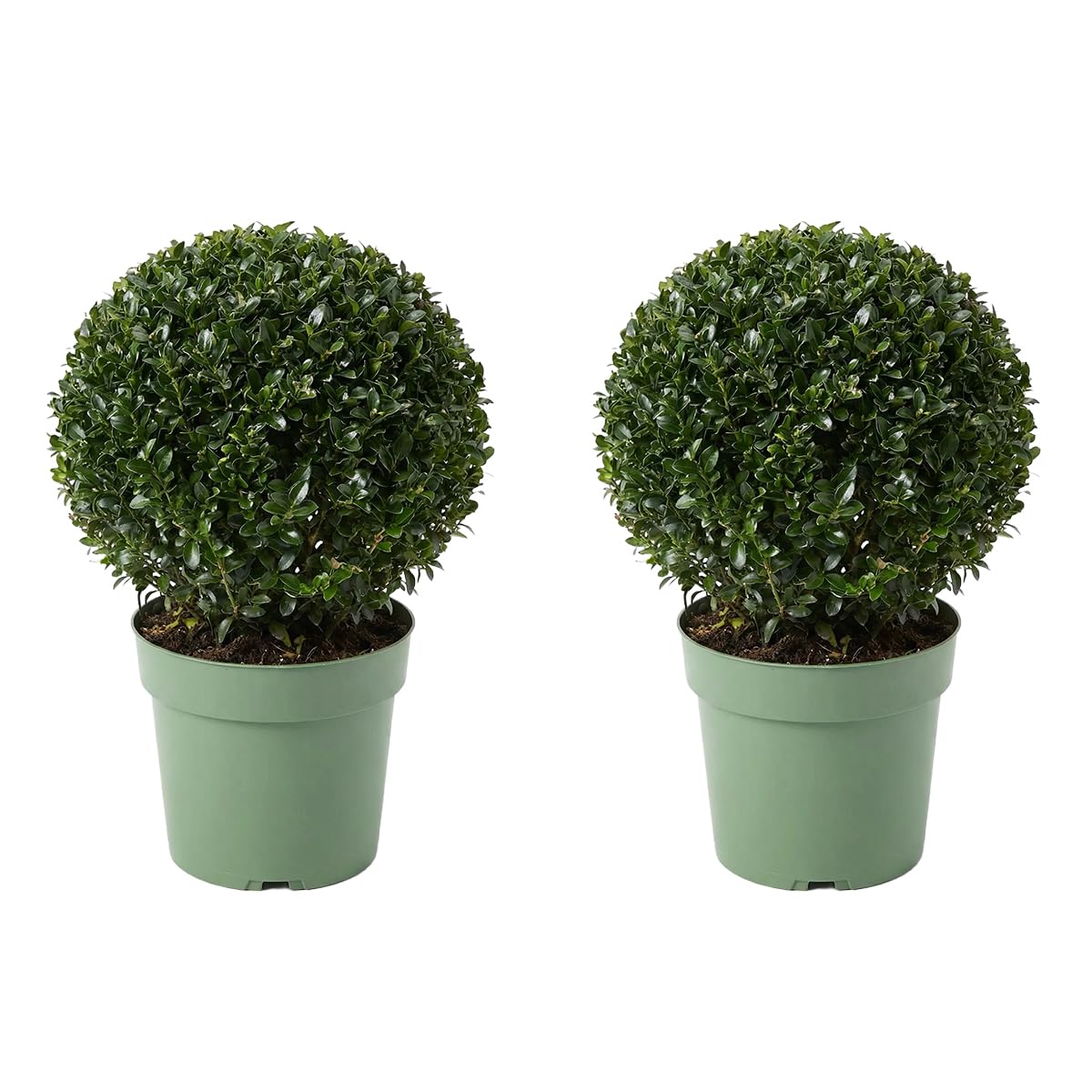 Bloomique - 2er - Set - Ilex crenata 'Jenny' - Japanische Stechpalme - Wintergrün - Winterhart - Balkonpflanzen - Gartenpflanzen - Höhe 30-40 cm - Topf 17 cm