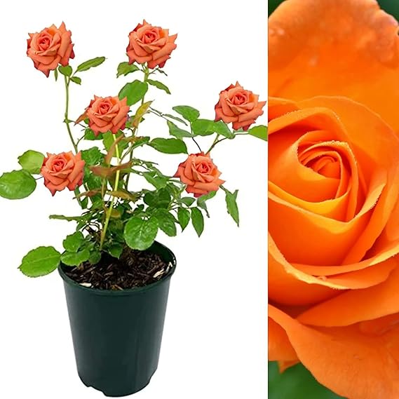 Rose Bush Whisky Mac Floribunda Orange Rose Bush for The Garden in a
